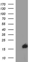 m05419 anti siva siva1 mouse monoclonal antibody clone id oti2f8 wb testing 1