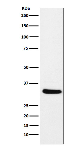 m05421 wb