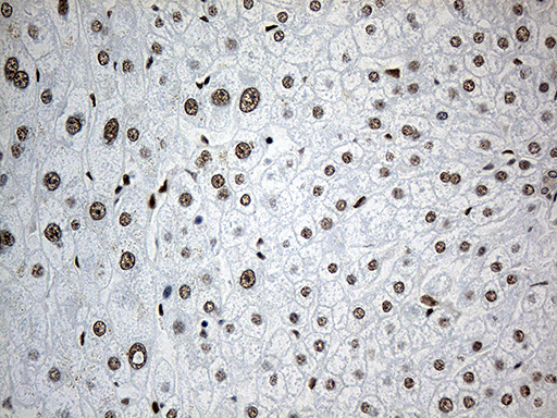 m05428 anti rnf12 rlim mouse monoclonal antibody clone id oti2d7 ihc testing 3