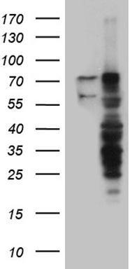 m05428 anti rnf12 rlim mouse monoclonal antibody clone id oti2d7 wb testing 1