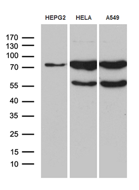 m05428 anti rnf12 rlim mouse monoclonal antibody clone id oti2d7 wb testing 2