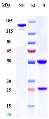 Anti-Integrin b7/ITGB7 Reference Antibody (Genentech patent anti-Integrin beta7) on SDS-PAGE under reducing (R) condition