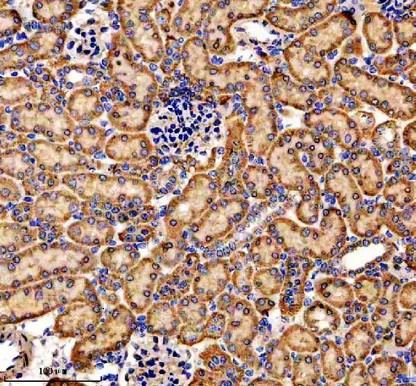m05438 wasl primary antibodies ihc testing 2