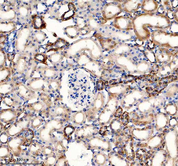 m05438 wasl primary antibodies ihc testing 3