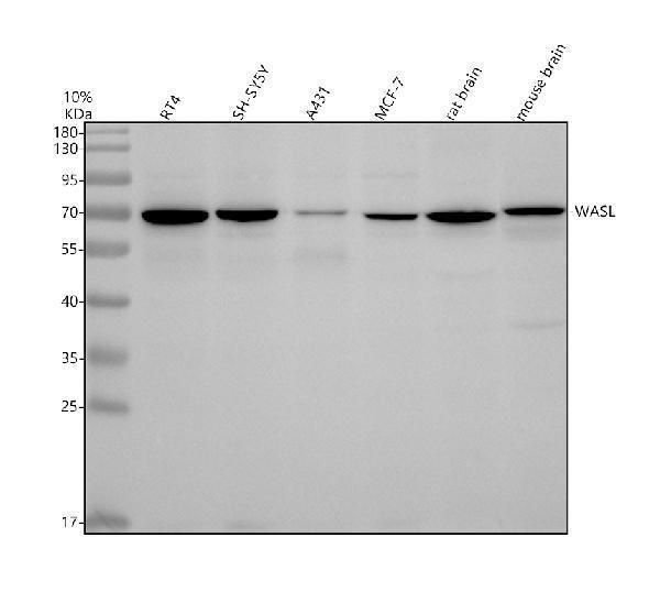 m05438 wasl primary antibodies wb testing 1