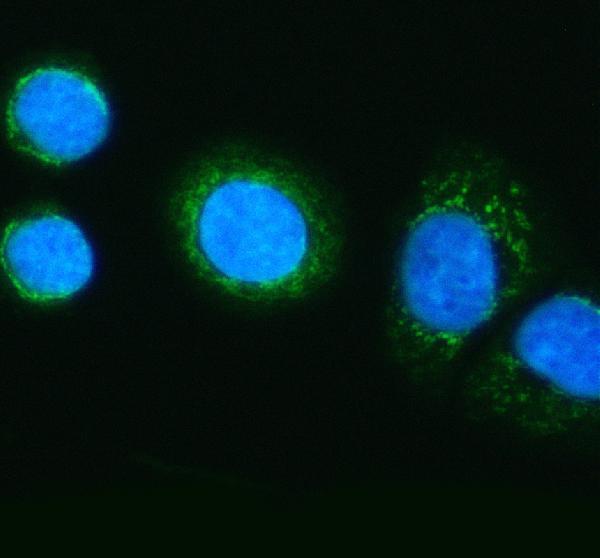 IF analysis of FDX1 using anti-FDX1 antibody (M05441)