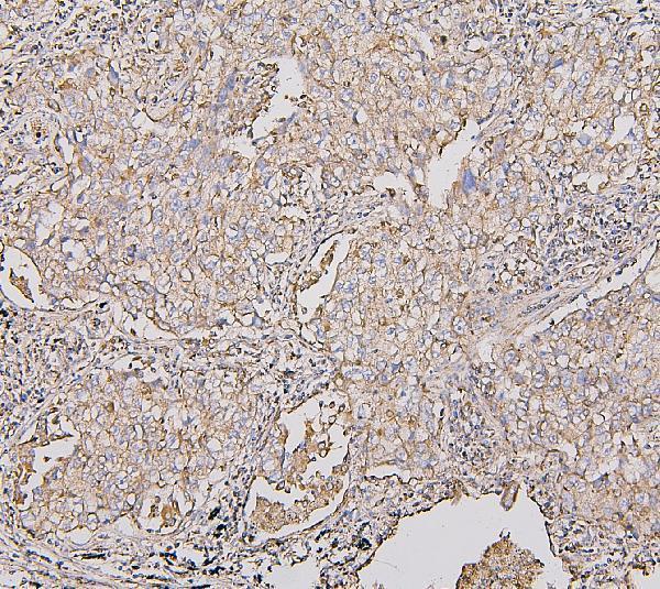 m05442 1 cox_iv primary antibodies ihc testing 3