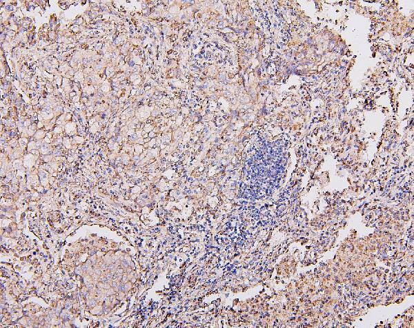 m05442 1 cox_iv primary antibodies ihc testing 4