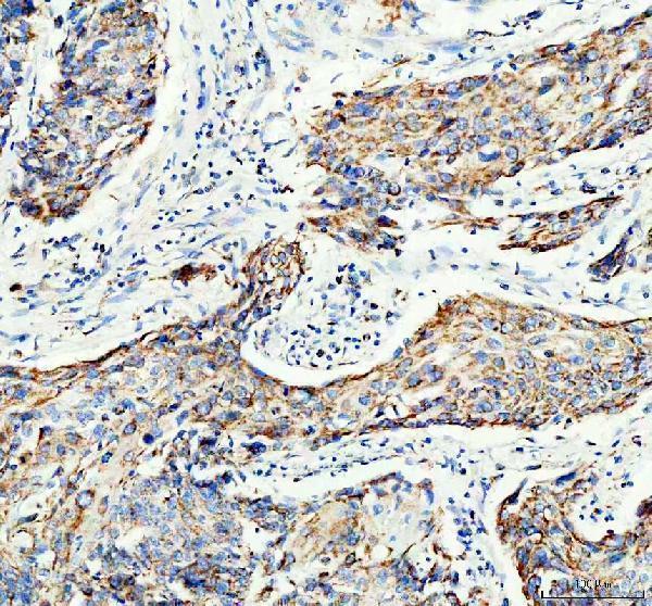  IHC analysis of COX4I1 using anti-COX4I1 antibody (M05442-3) 