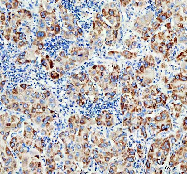  IHC analysis of COX4I1 using anti-COX4I1 antibody (M05442-3) 