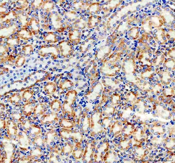 m05442 3 cox4i1 primary antibodies ihc testing 4