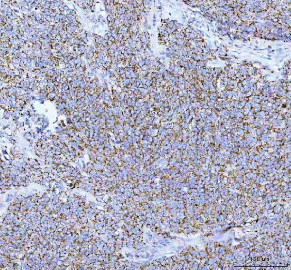  IHC analysis of COX IV using anti-COX IV antibody (M05442)