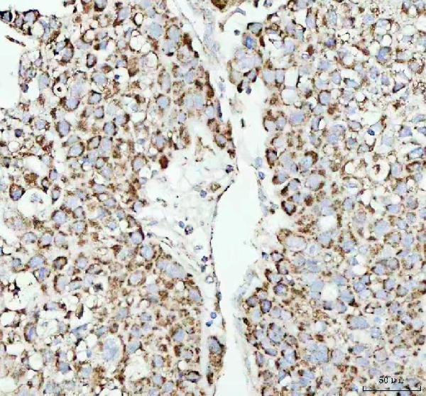  IHC analysis of COX IV using anti-COX IV antibody (M05442)