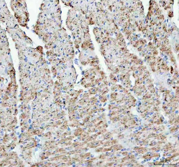 m05442 cox4 primary antibodies ihc testing 4
