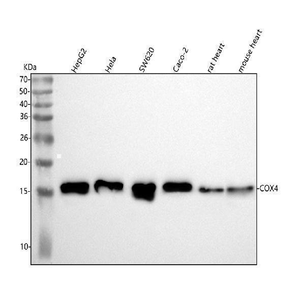  Western blot analysis of COX IV using anti-COX IV antibody (M05442)