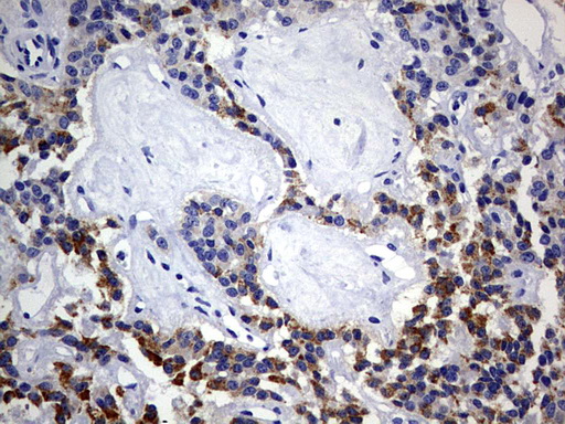 m05447 anti iscu mouse monoclonal antibody clone id oti4f5 ihc testing 2