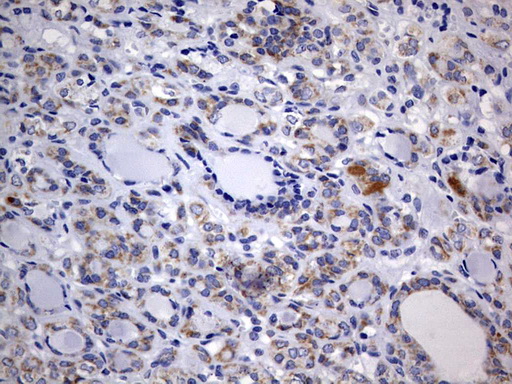 m05447 anti iscu mouse monoclonal antibody clone id oti4f5 ihc testing 3