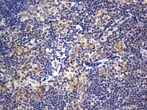 m05447 anti iscu mouse monoclonal antibody clone id oti4f5 ihc testing 4