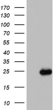 m05447 anti iscu mouse monoclonal antibody clone id oti4f5 wb testing 1