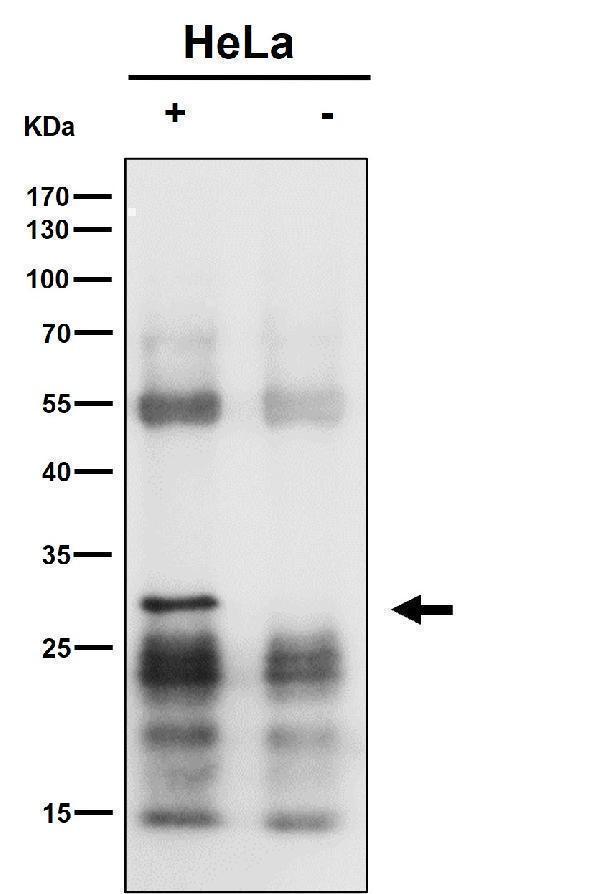 Immunoprecipitate (IP) analysis using the Antibody at 1:50 dilution