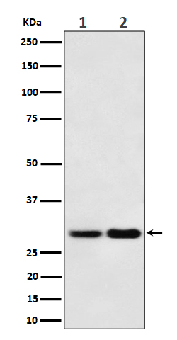 Western blot analysis of MTAP expression in (1) 293T cell lysate; (2) NIH/3T3 cell lysate