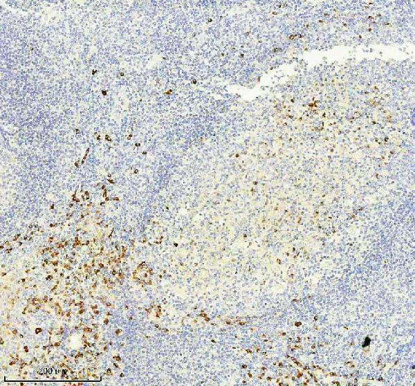 m05470 1 igkc primary antibodies ihc testing 4