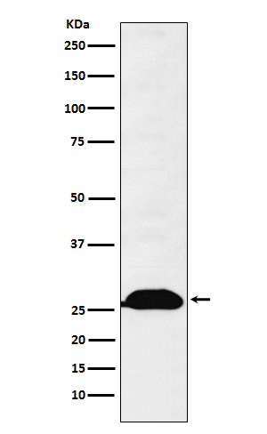 Western blot analysis of Human Kappa Chain expression in Human fetal spleen lysate