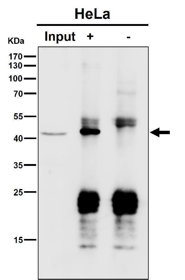 Immunoprecipitate (IP) analysis using the Antibody at 1:50 dilution