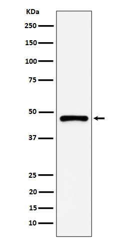 Western blot analysis of PSMC5 expression in A431 cell lysate