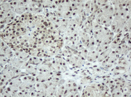 Immunohistochemical staining of paraffin-embedded Human pancreas tissue within the normal limits using anti-SF3A1 mouse monoclonal antibody