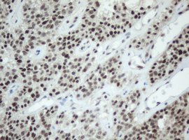 m05483 anti sf3a1 mouse monoclonal antibody clone id oti3f4 ihc testing 4