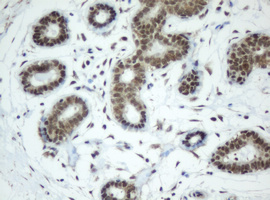 m05483 anti sf3a1 mouse monoclonal antibody clone id oti3f4 ihc testing 5