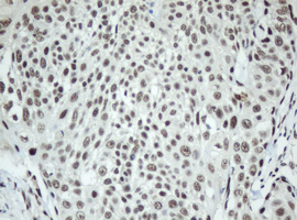 m05483 anti sf3a1 mouse monoclonal antibody clone id oti3f4 ihc testing 6