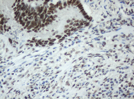 m05483 anti sf3a1 mouse monoclonal antibody clone id oti3f4 ihc testing 7