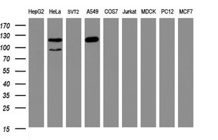 Western blot analysis of extracts (35ug) from 9 different cell lines by usin g anti-SF3A1 monoclonal antibody (HepG2: human; HeLa: human; SVT2: mouse; A549: human; COS7: monkey; Jurkat: human; MDCK: canine; PC12: rat; MCF7: human)