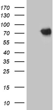 m05485 anti prmt7 mouse monoclonal antibody clone id oti9b7 wb testing 1