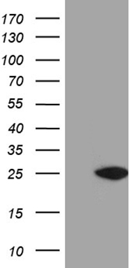 m05498 anti nudt15 mouse monoclonal antibody clone id oti4b9 wb testing 1