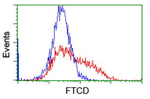 HEK293T cells transfected with either FTCD (Myc-DDK-tagged) overexpress plasmid (Red) or empty vector control plasmid (Blue) were immunostained by anti-FTCD antibody (M05499-1)