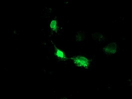 m05506 1 anti heme oxygenase 2 hmox2 mouse monoclonal antibody clone id oti1h10 if testing 6