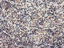 m05506 1 anti heme oxygenase 2 hmox2 mouse monoclonal antibody clone id oti1h10 ihc testing 4