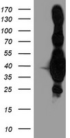 HEK293T cells were transfected with the pCMV6-ENTRY control (Left lane) or pCMV6-ENTRY HMOX2 (Right lane) cDNA for 48 hrs and lysed