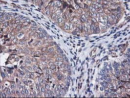 m05506 anti heme oxygenase 2 hmox2 mouse monoclonal antibody clone id oti1c2 ihc testing 10