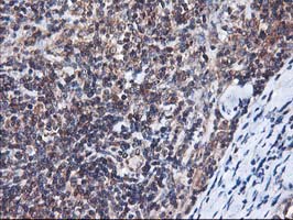 m05506 anti heme oxygenase 2 hmox2 mouse monoclonal antibody clone id oti1c2 ihc testing 11