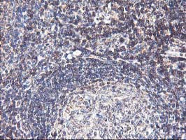 m05506 anti heme oxygenase 2 hmox2 mouse monoclonal antibody clone id oti1c2 ihc testing 12