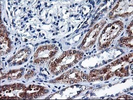 m05506 anti heme oxygenase 2 hmox2 mouse monoclonal antibody clone id oti1c2 ihc testing 13