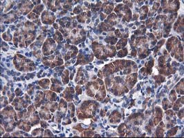m05506 anti heme oxygenase 2 hmox2 mouse monoclonal antibody clone id oti1c2 ihc testing 4