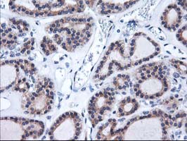 m05506 anti heme oxygenase 2 hmox2 mouse monoclonal antibody clone id oti1c2 ihc testing 6