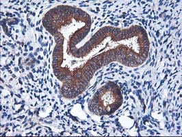 m05506 anti heme oxygenase 2 hmox2 mouse monoclonal antibody clone id oti1c2 ihc testing 7