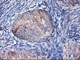 m05506 anti heme oxygenase 2 hmox2 mouse monoclonal antibody clone id oti1c2 ihc testing 8