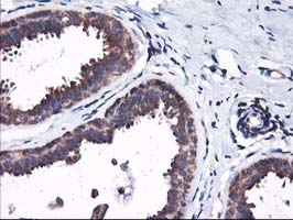 m05506 anti heme oxygenase 2 hmox2 mouse monoclonal antibody clone id oti1c2 ihc testing 9